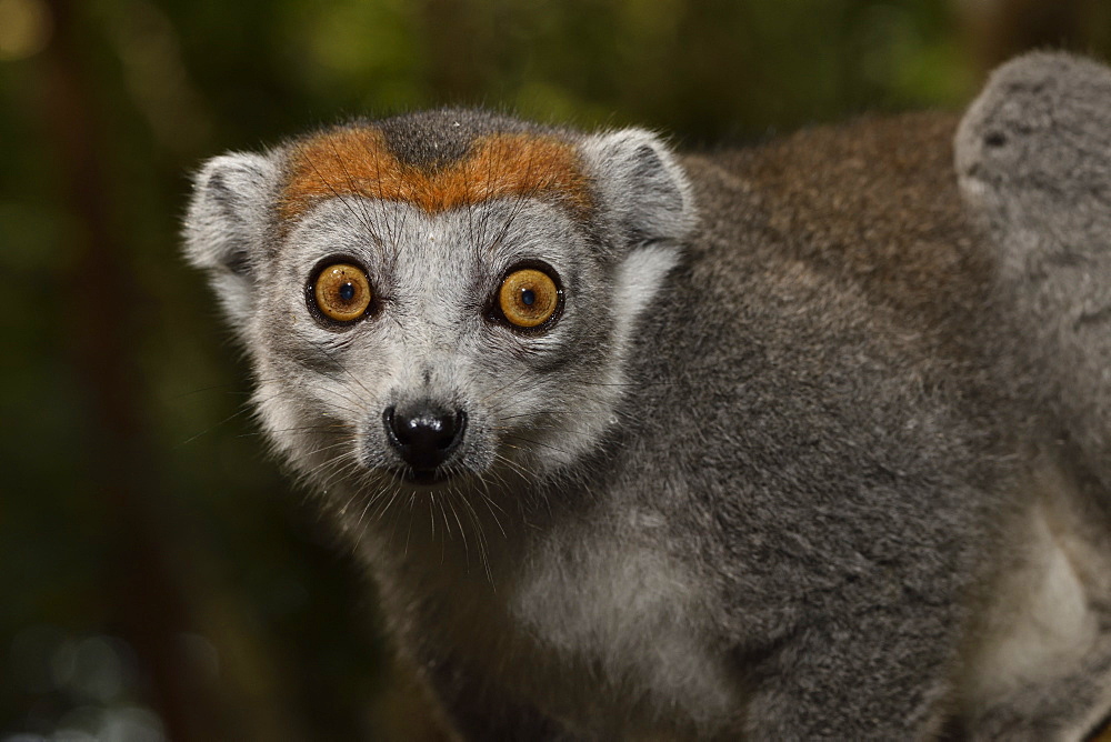 Crowned lemur (Eulemur coronatus) female in the forest, Pangalanes Canal, Ampitabe Lake, Atsinanana Region, Madagascar