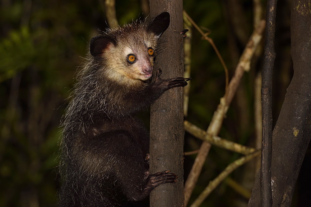 Aye-aye (Daubentonia madagascariensis) in the forest at night, Pangalanes Canal, Ampitabe Lake, Atsinanana Region, Madagascar