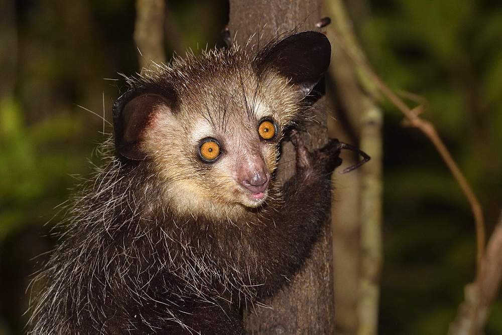 Aye-aye (Daubentonia madagascariensis) in the forest at night, Pangalanes Canal, Ampitabe Lake, Atsinanana Region, Madagascar