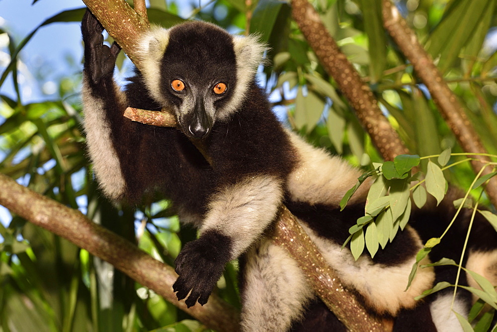 Ruffed lemur (Varecia variegata) in the forest, Pangalanes Canal, Ampitabe Lake, Atsinanana Region, Madagascar