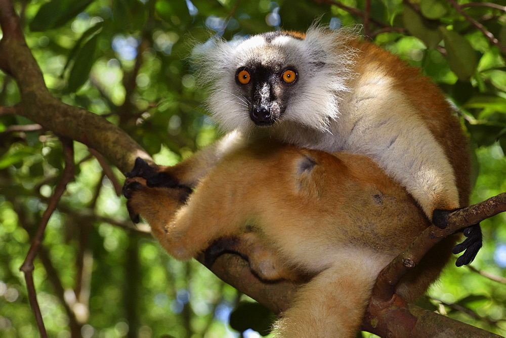 female in the forest, Pangalanes Canal, Ampitabe Lake, Atsinanana Region, Madagascar