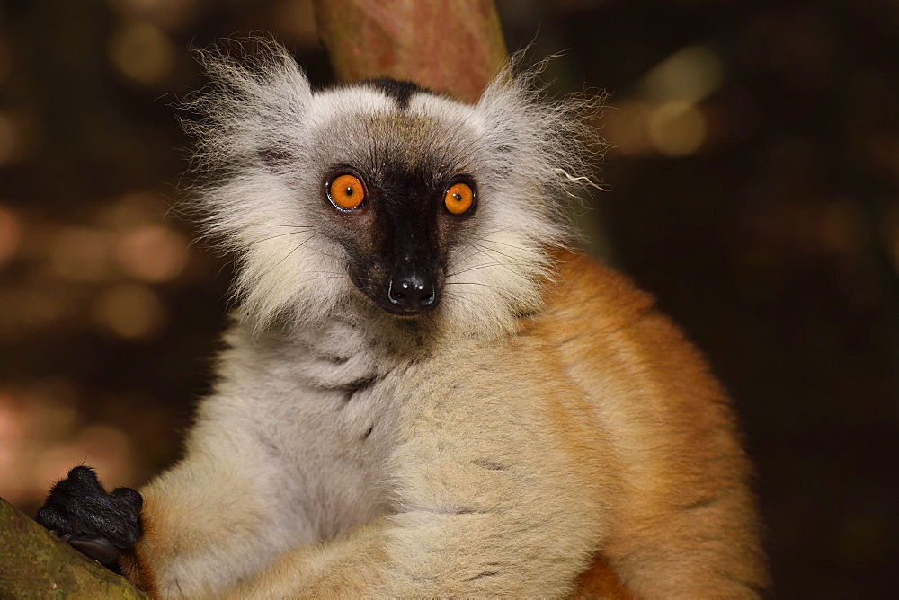 female in the forest, Pangalanes Canal, Ampitabe Lake, Atsinanana Region, Madagascar