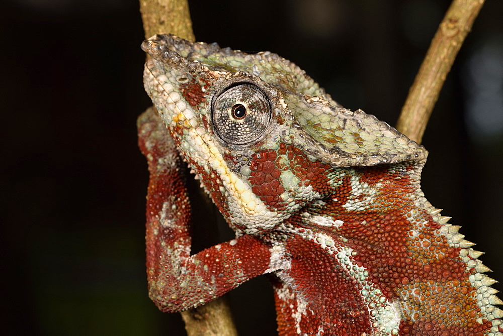 Panther Chameleon (Furcifer pardalis) male portrait, Pangalanes Canal, Ampitabe Lake, Atsinanana Region, Madagascar