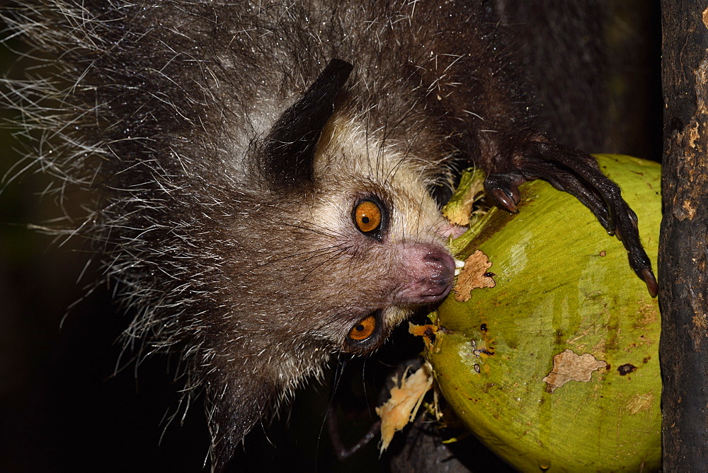 Aye-aye (Daubentonia madagascariensis) in the forest at night, under the tropical rain, eating a coconut, Pangalanes Canal, Ampitabe Lake, Atsinanana Region, Madagascar