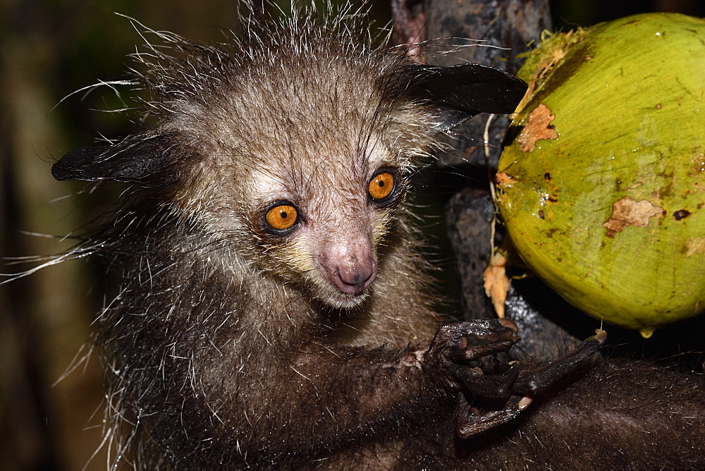 Aye-aye (Daubentonia madagascariensis) in the forest at night, under the tropical rain, eating a coconut, Pangalanes Canal, Ampitabe Lake, Atsinanana Region, Madagascar