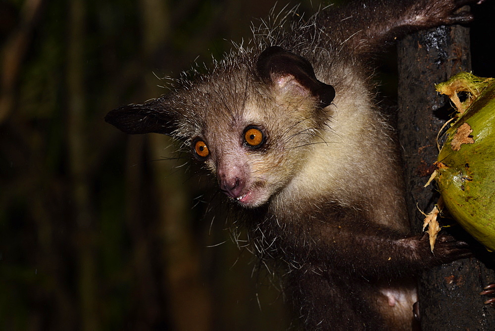 Aye-aye (Daubentonia madagascariensis) in the forest at night, under the tropical rain, eating a coconut, Pangalanes Canal, Ampitabe Lake, Atsinanana Region, Madagascar