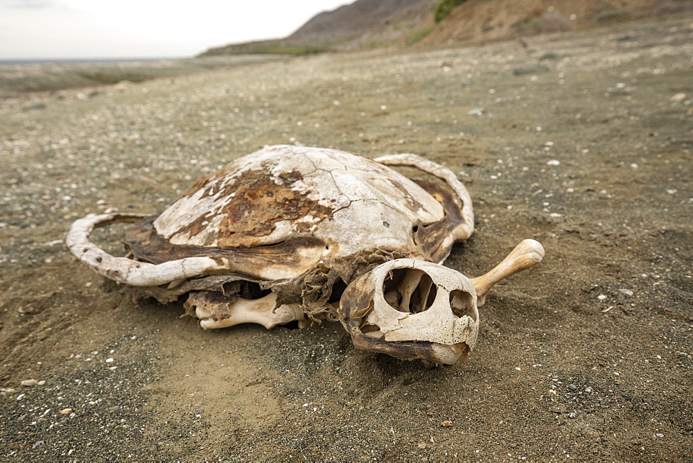 Turtle shell (carapace) skeleton on the beach at Magdalena Island, Magdalena Bay, West Coast of Baja California, Pacific Ocean, Mexico