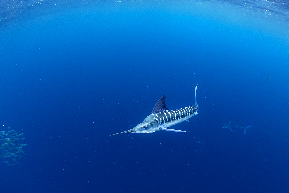 Striped marlin (Tetrapturus audax) feeding on sardine's bait ball (Sardinops sagax), Magdalena Bay, West Coast of Baja California, Pacific Ocean, Mexico