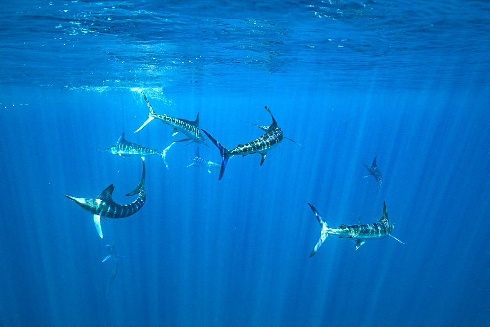 Striped marlin (Tetrapturus audax) feeding on sardine's bait ball (Sardinops sagax), Magdalena Bay, West Coast of Baja California, Pacific Ocean, Mexico