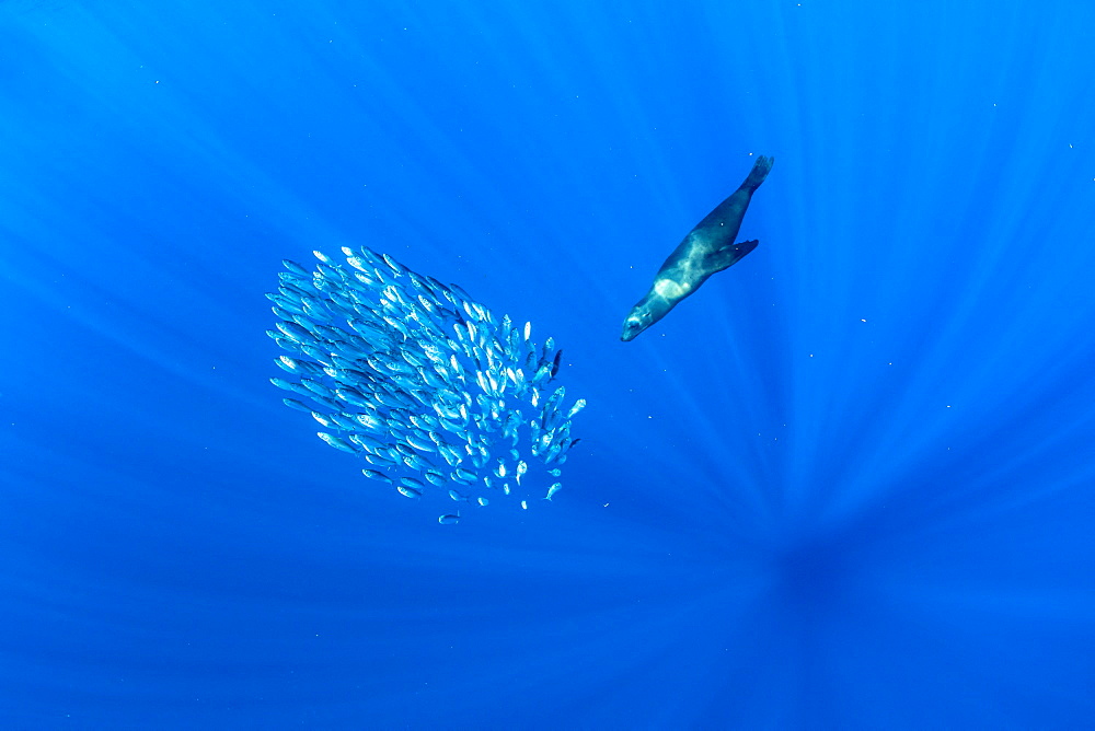 California Sea Lion (Zalophus californianus) feeding on sardine's bait ball (Sardinops sagax), Magdalena Bay, West Coast of Baja California, Pacific Ocean, Mexico