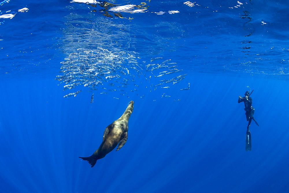 Free diver photographing California Sea Lion (Zalophus californianus) feeding on sardine's bait ball (Sardinops sagax), Magdalena Bay, West Coast of Baja California, Pacific Ocean, Mexico