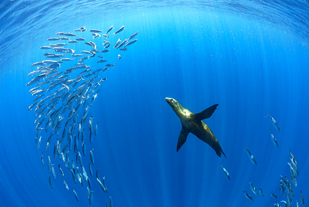 California Sea Lion (Zalophus californianus) feeding on sardine's bait ball (Sardinops sagax), Magdalena Bay, West Coast of Baja California, Pacific Ocean, Mexico