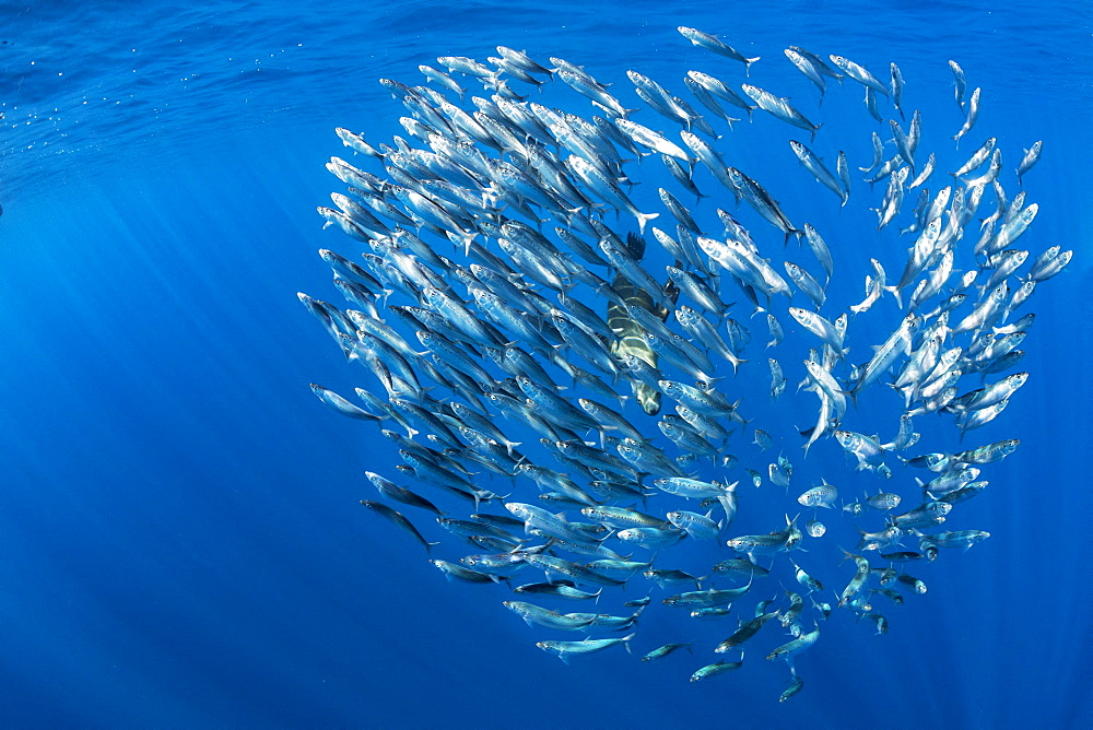 Sardine's bait ball (Sardinops sagax), Magdalena Bay, West Coast of Baja California, Pacific Ocean, Mexico