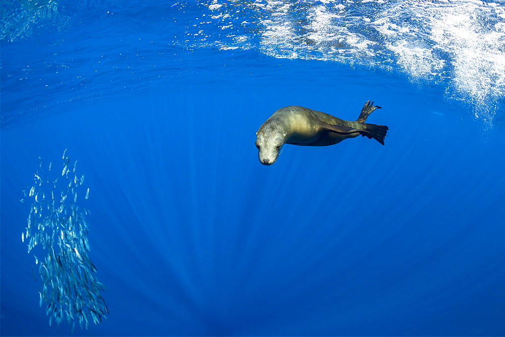 California Sea Lion (Zalophus californianus) feeding on sardine's bait ball (Sardinops sagax), Magdalena Bay, West Coast of Baja California, Pacific Ocean, Mexico