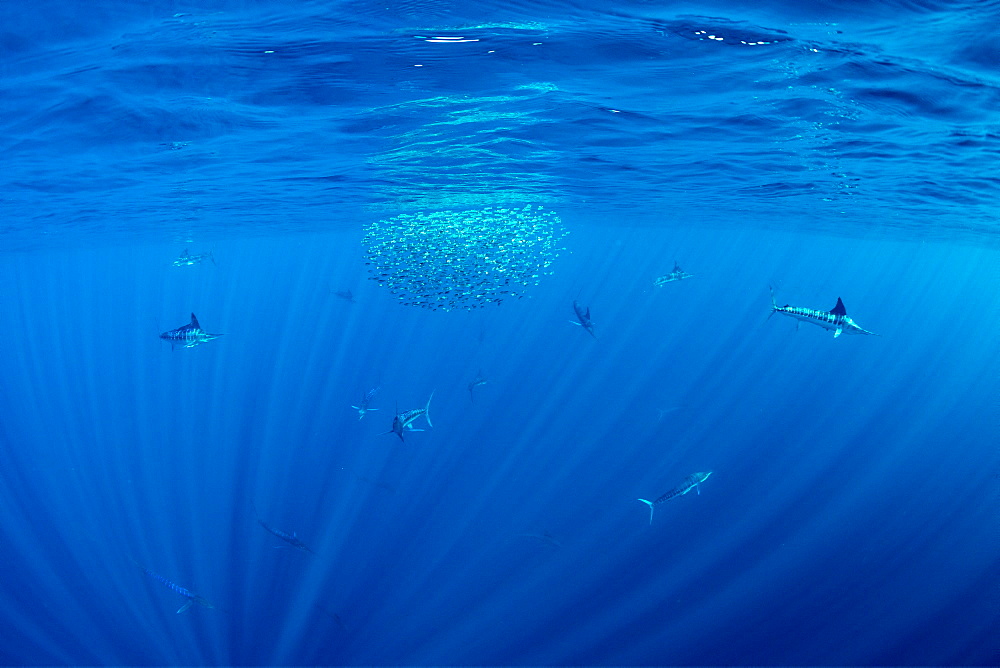 Striped marlin (Tetrapturus audax) feeding on sardine's bait ball (Sardinops sagax), Magdalena Bay, West Coast of Baja California, Pacific Ocean, Mexico