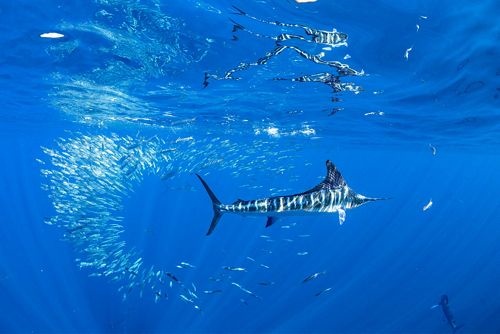 Striped marlin (Tetrapturus audax) feeding on sardine's bait ball (Sardinops sagax), Magdalena Bay, West Coast of Baja California, Pacific Ocean, Mexico