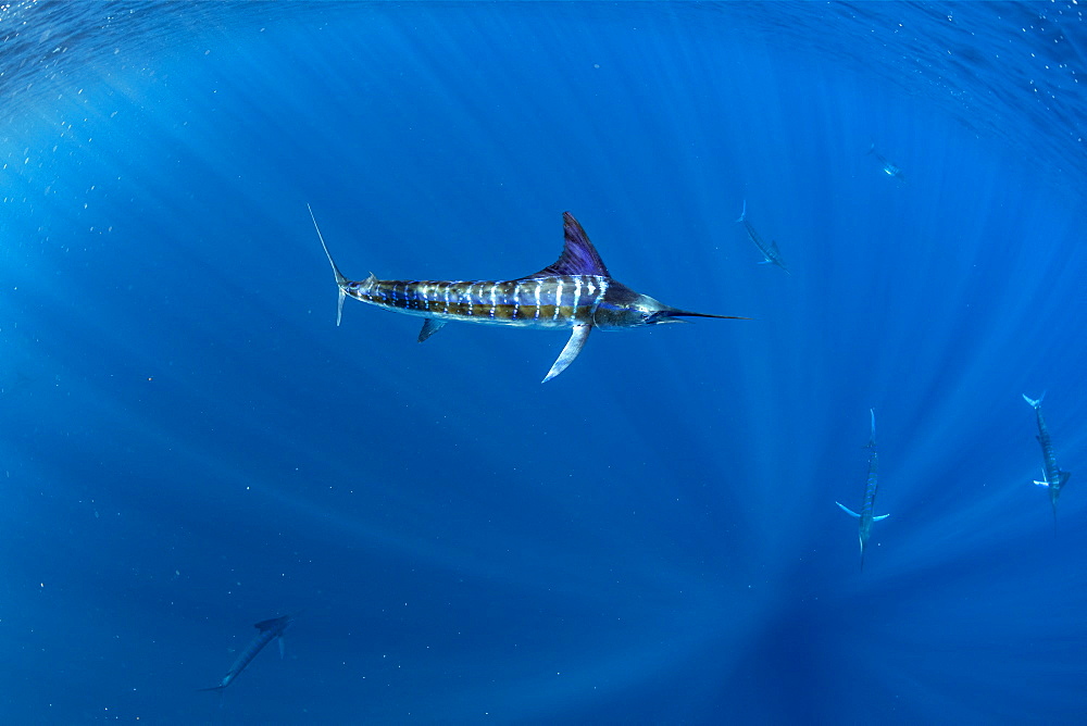 Striped marlin (Tetrapturus audax) feeding on sardine's bait ball (Sardinops sagax), Magdalena Bay, West Coast of Baja California, Pacific Ocean, Mexico