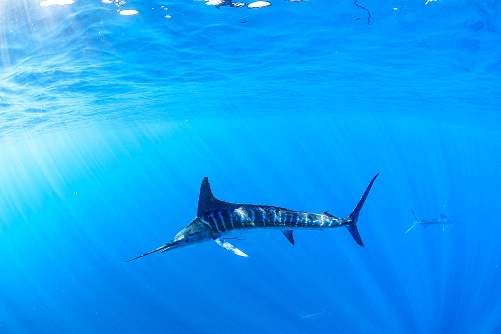 Striped marlin (Tetrapturus audax) feeding on sardine's bait ball (Sardinops sagax), Magdalena Bay, West Coast of Baja California, Pacific Ocean, Mexico