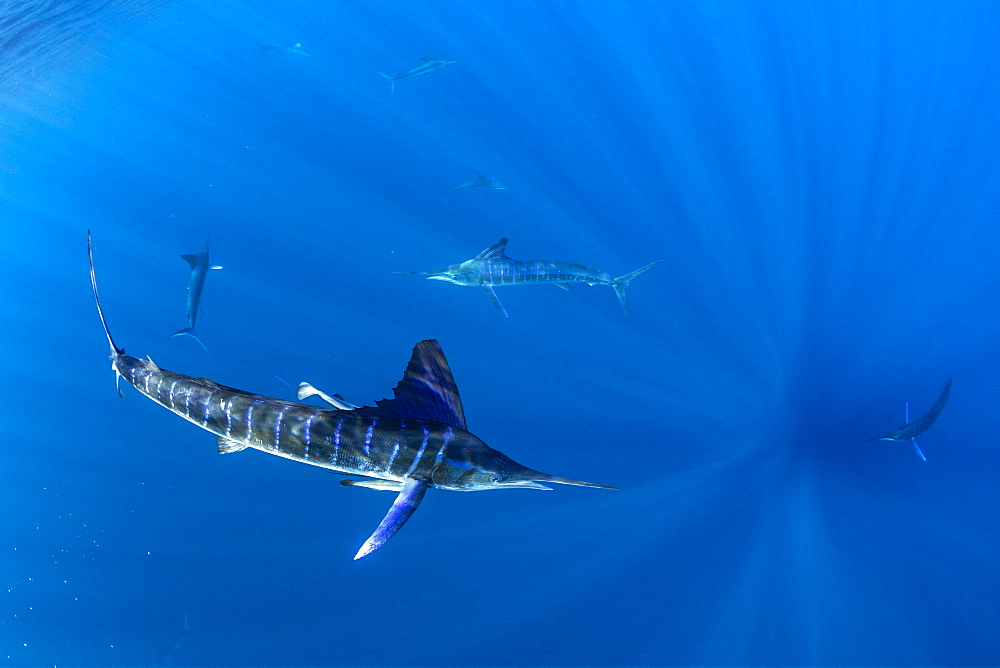 Striped marlin (Tetrapturus audax) feeding on sardine's bait ball (Sardinops sagax), Magdalena Bay, West Coast of Baja California, Pacific Ocean, Mexico