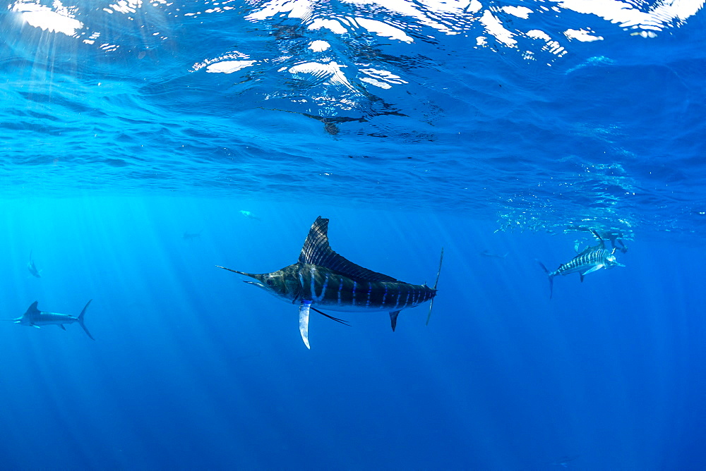 Striped marlin (Tetrapturus audax) feeding on sardine's bait ball (Sardinops sagax), Magdalena Bay, West Coast of Baja California, Pacific Ocean, Mexico