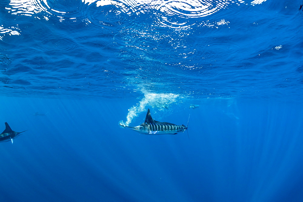 Striped marlin (Tetrapturus audax) that he has just taken a sardine from a bait ball (Sardinops sagax), Magdalena Bay, West Coast of Baja California, Pacific Ocean, Mexico