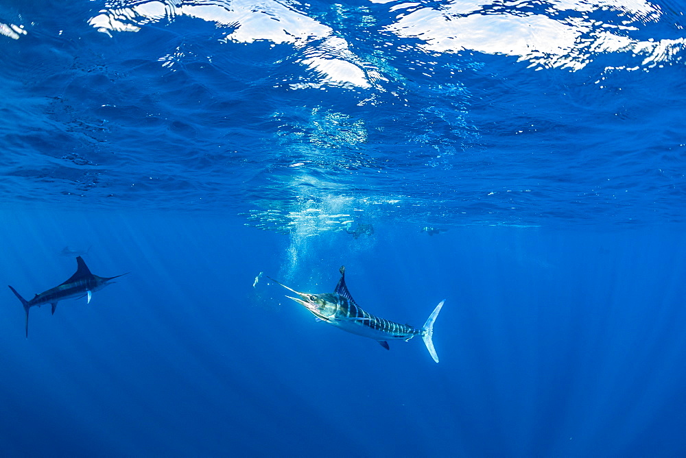 Striped marlin (Tetrapturus audax) that he has just taken a sardine from a bait ball (Sardinops sagax), Magdalena Bay, West Coast of Baja California, Pacific Ocean, Mexico