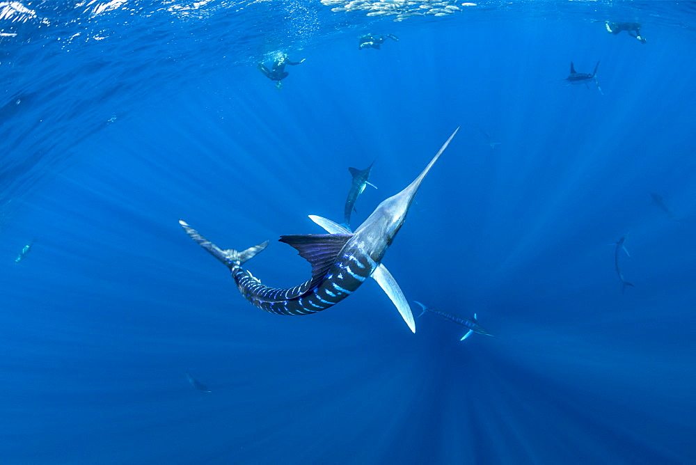 Striped marlin (Tetrapturus audax) feeding on sardine's bait ball (Sardinops sagax), Magdalena Bay, West Coast of Baja California, Pacific Ocean, Mexico