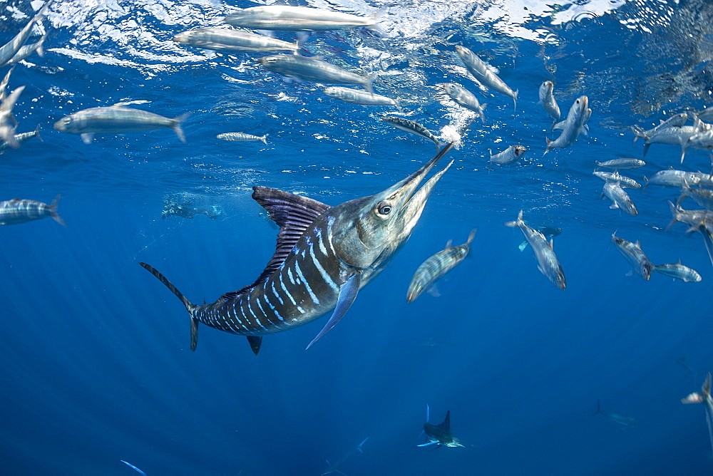 Striped marlin (Tetrapturus audax) feeding on sardine's bait ball (Sardinops sagax), Magdalena Bay, West Coast of Baja California, Pacific Ocean, Mexico