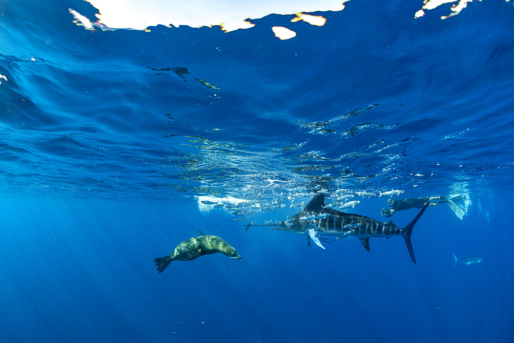 California Sea Lion (Zalophus californianus) and Striped marlin (Tetrapturus audax) feeding on sardine's bait ball (Sardinops sagax), Magdalena Bay, West Coast of Baja California, Pacific Ocean, Mexico