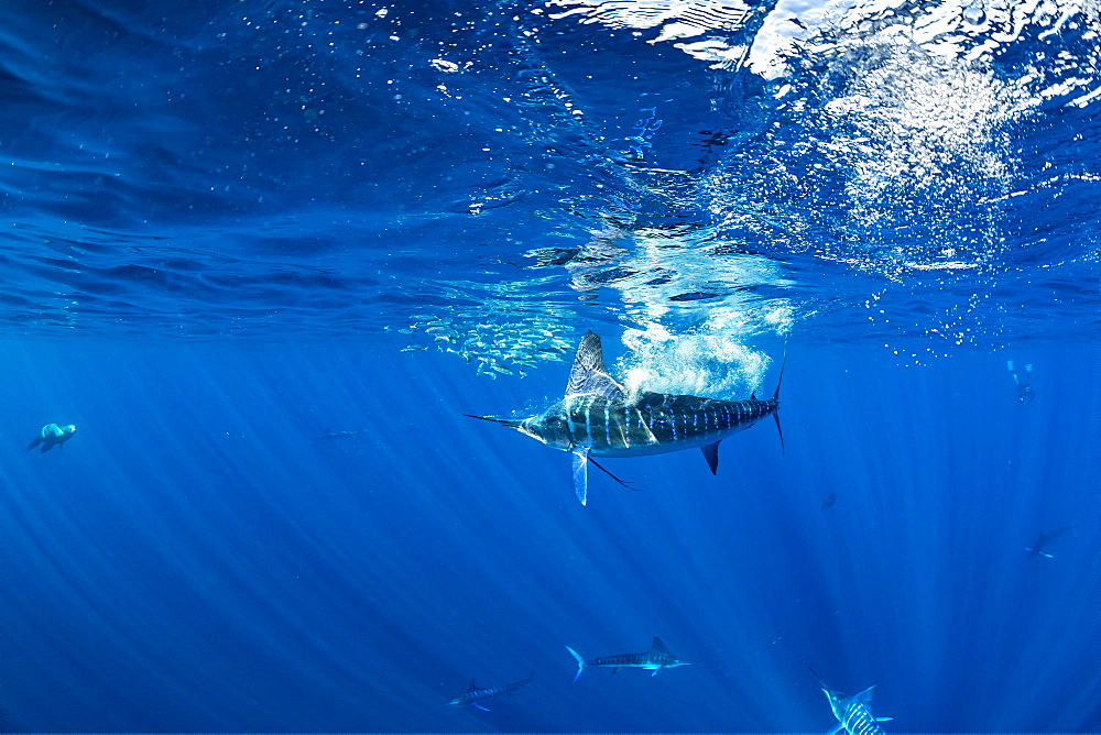 Striped marlin (Tetrapturus audax) feeding on sardine's bait ball (Sardinops sagax), Magdalena Bay, West Coast of Baja California, Pacific Ocean, Mexico