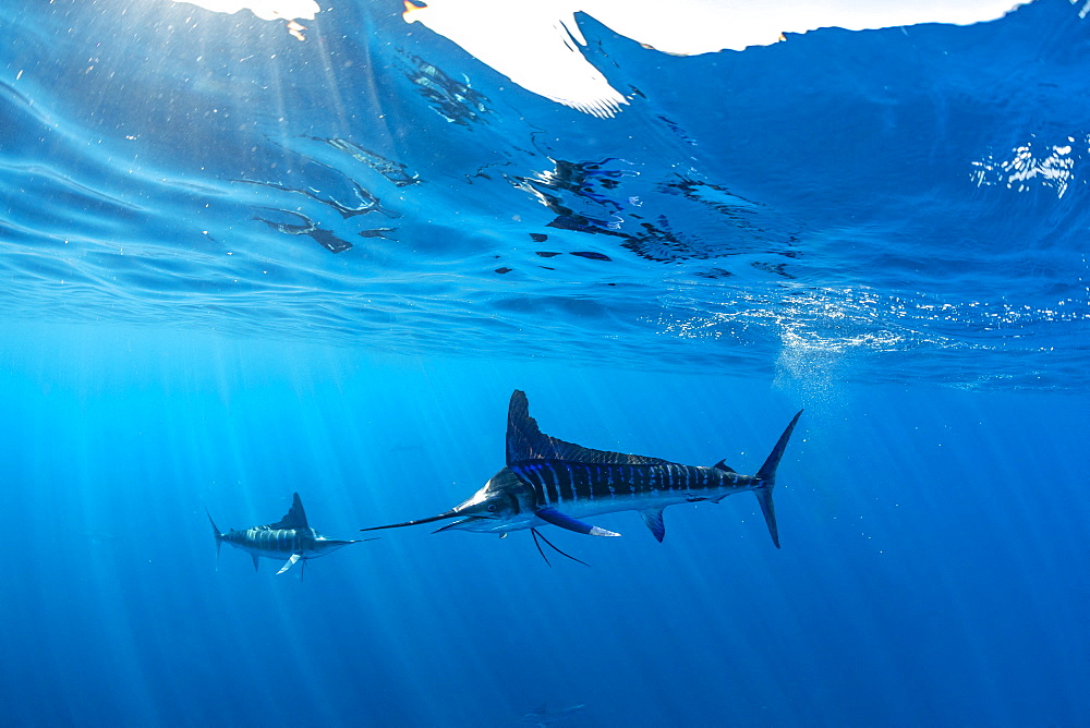 Striped marlin (Tetrapturus audax) feeding on sardine's bait ball (Sardinops sagax), Magdalena Bay, West Coast of Baja California, Pacific Ocean, Mexico