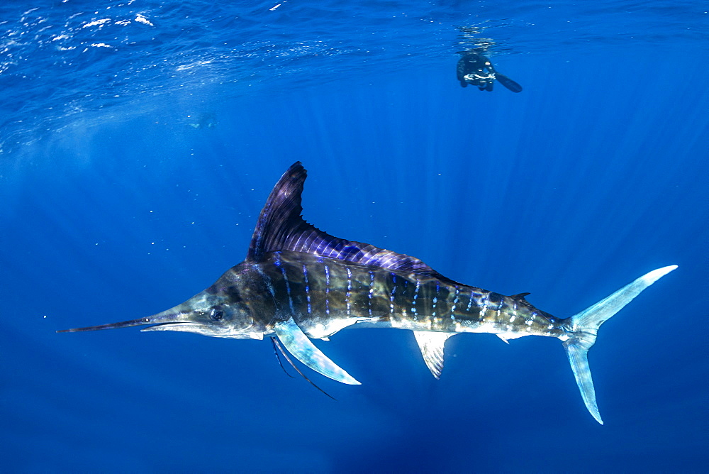 Free diver photographing Striped marlin (Tetrapturus audax) feeding on sardine's bait ball (Sardinops sagax), Magdalena Bay, West Coast of Baja California, Pacific Ocean, Mexico