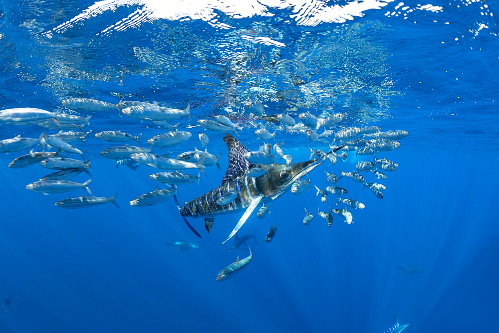 Striped marlin (Tetrapturus audax) feeding on sardine's bait ball (Sardinops sagax), Magdalena Bay, West Coast of Baja California, Pacific Ocean, Mexico