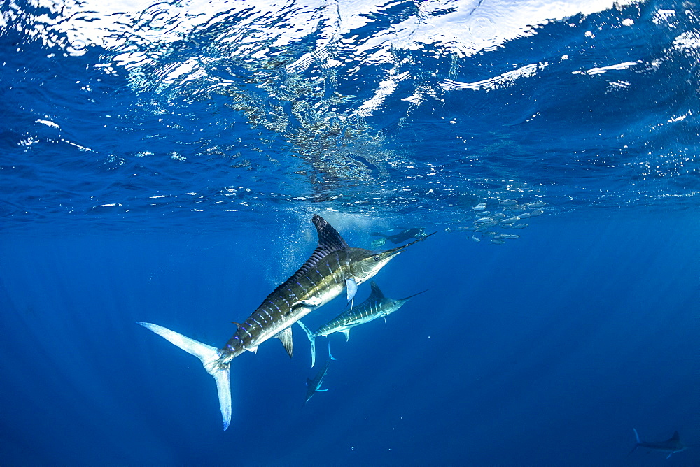 Striped marlin (Tetrapturus audax) feeding on sardine's bait ball (Sardinops sagax), Magdalena Bay, West Coast of Baja California, Pacific Ocean, Mexico