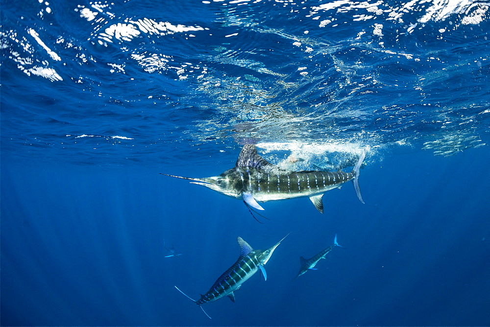 Striped marlin (Tetrapturus audax) feeding on sardine's bait ball (Sardinops sagax), Magdalena Bay, West Coast of Baja California, Pacific Ocean, Mexico