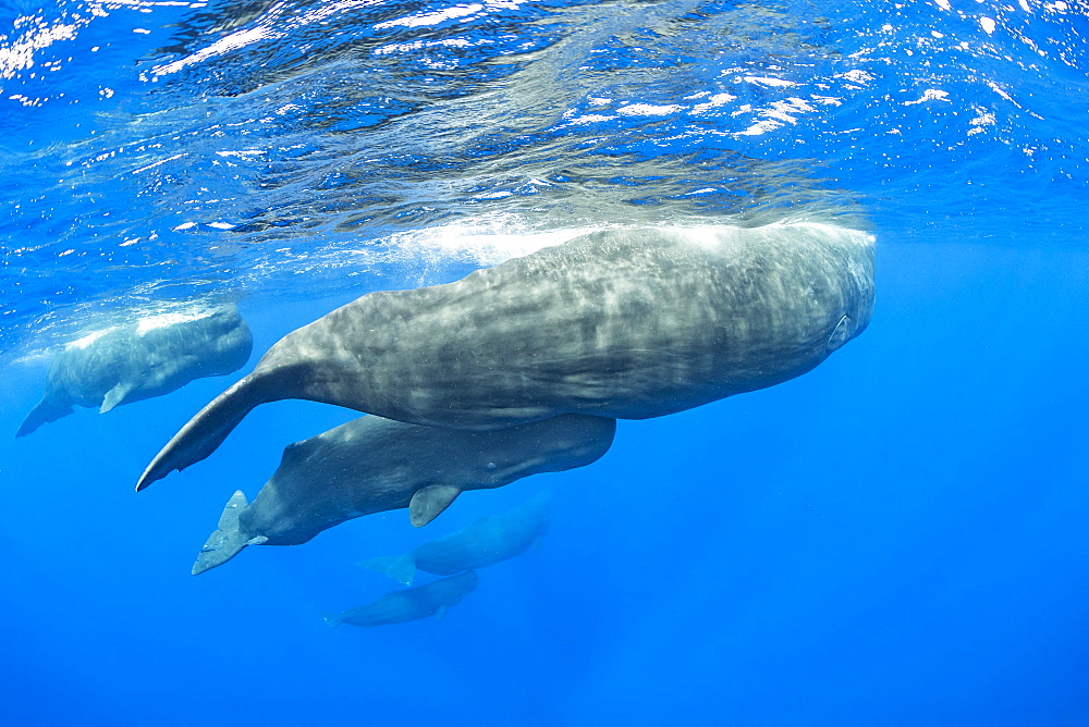 Pod of sperm whale with mother and calf, (Physeter macrocephalus), Vulnerable (IUCN), The sperm whale is the largest of the toothed whales. Sperm whales are known to dive as deep as 1,000 meters in search of squid to eat. Image has been shot in Dominica, Caribbean Sea, Atlantic Ocean. Photo taken under permit n°RP 16-02/32 FIS-5.