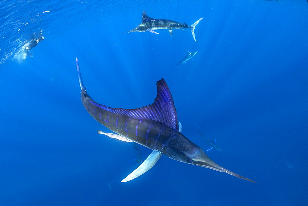 Free diver photographing Striped marlin (Tetrapturus audax) feeding on sardine's bait ball (Sardinops sagax), Magdalena Bay, West Coast of Baja California, Pacific Ocean, Mexico