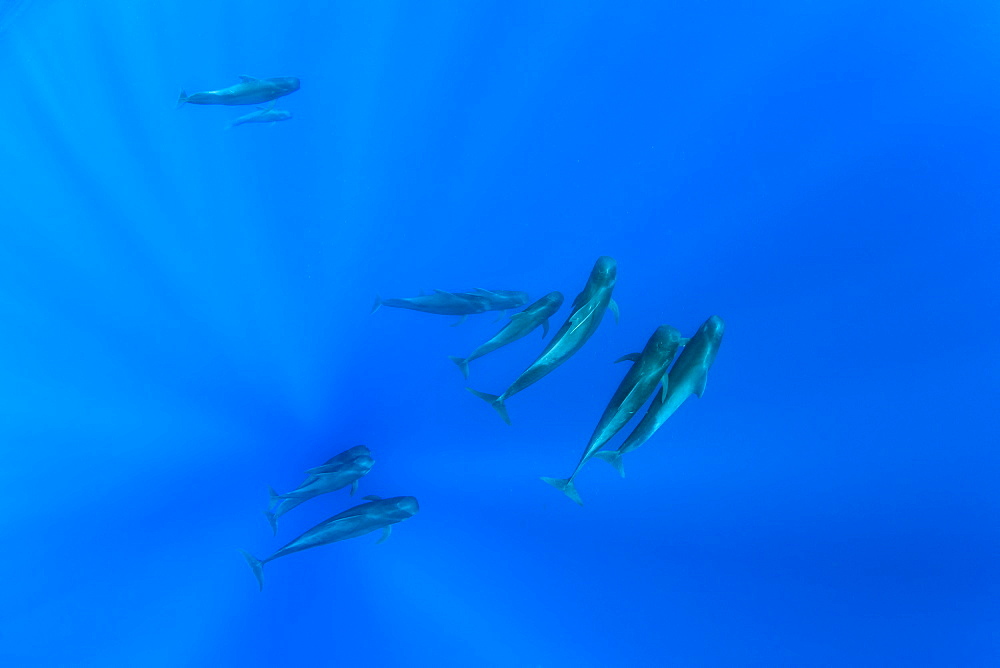 Pod of short-finned pilot whales, (Globicephala macrorhynchus), Dominica, Caribbean Sea, Atlantic Ocean.