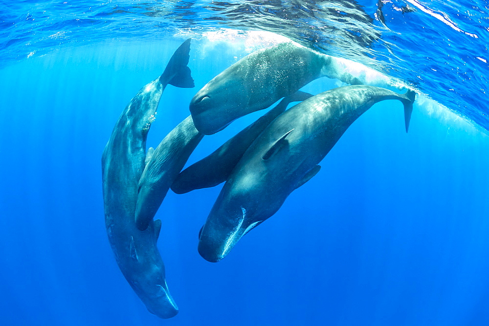 Pod of sperm whale socializing, (Physeter macrocephalus), Vulnerable (IUCN), The sperm whale is the largest of the toothed whales. Sperm whales are known to dive as deep as 1,000 meters in search of squid to eat. Image has been shot in Dominica, Caribbean Sea, Atlantic Ocean. Photo taken under permit n°RP 16-02/32 FIS-5.