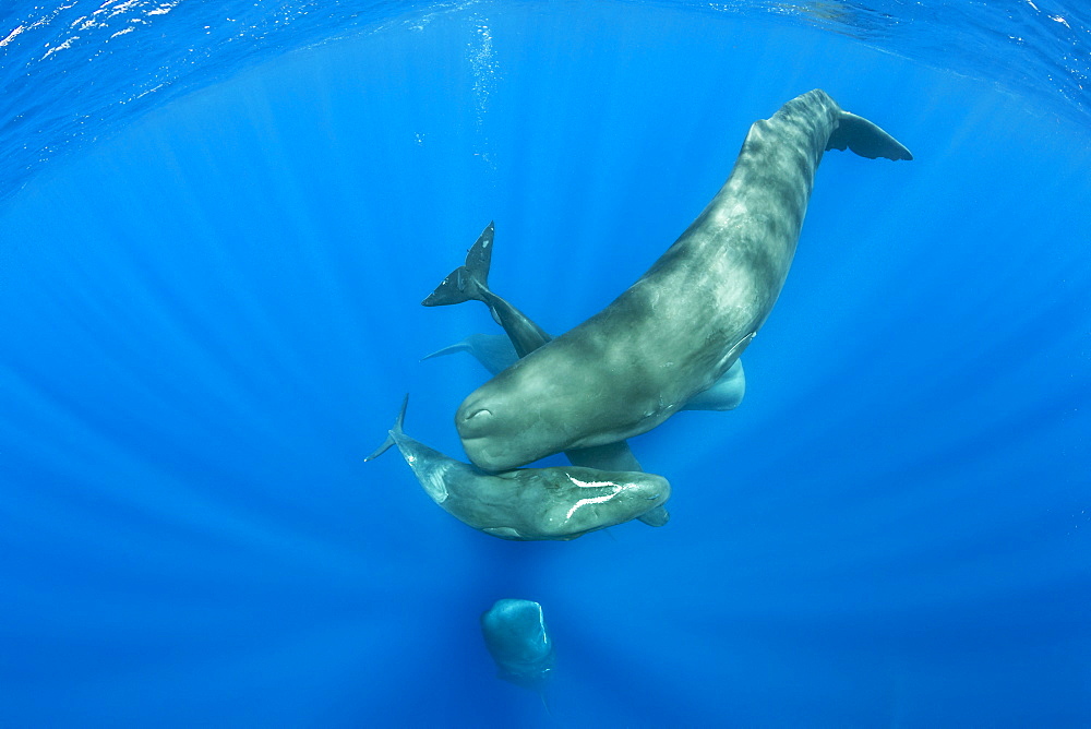 Pod of sperm whale socializing, (Physeter macrocephalus), Vulnerable (IUCN), The sperm whale is the largest of the toothed whales. Sperm whales are known to dive as deep as 1,000 meters in search of squid to eat. Image has been shot in Dominica, Caribbean Sea, Atlantic Ocean. Photo taken under permit n°RP 16-02/32 FIS-5.