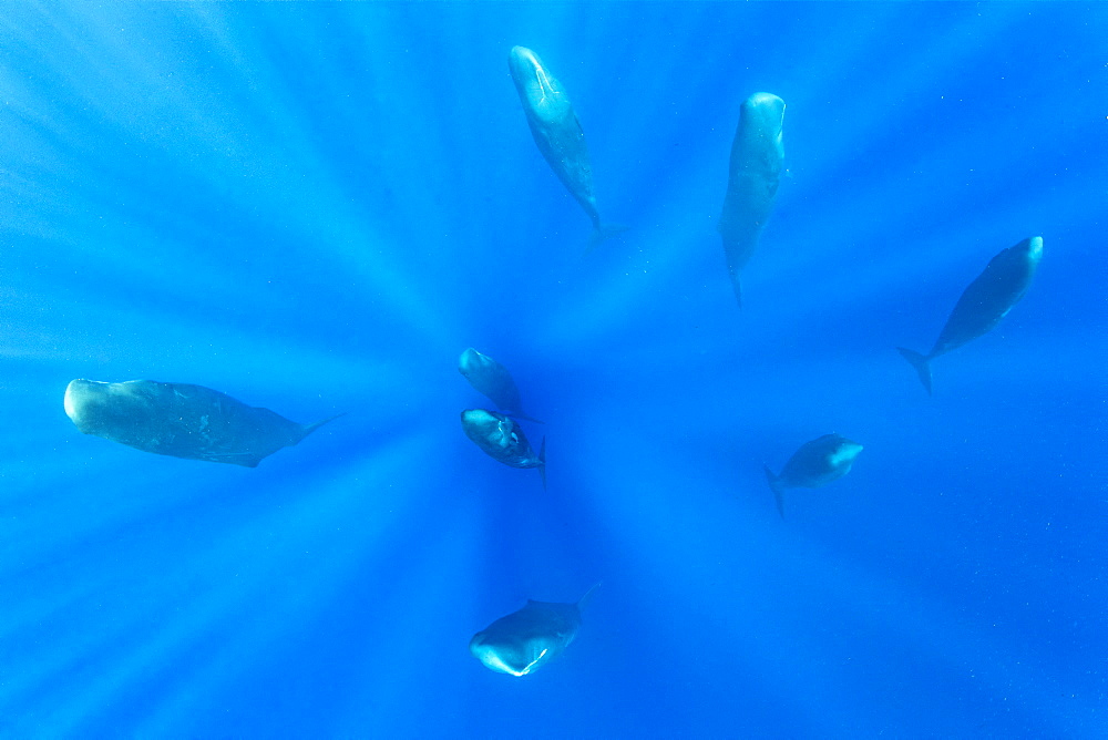 Pod of Sleeping sperm whale (Physeter macrocephalus) Researchers first saw this unusual sleep behavior in sperm whales in 2008. The scientists in that study found that sperm whales dozed in this upright drifting posture for about 10 to 15 minutes at a time, Vulnerable (IUCN). The sperm whale is the largest of the toothed whales. Sperm whales are known to dive as deep as 1,000 meters in search of squid to eat. Dominica, Caribbean Sea, Atlantic Ocean. Photo taken under permit n°RP 16-02/32 FIS-5.