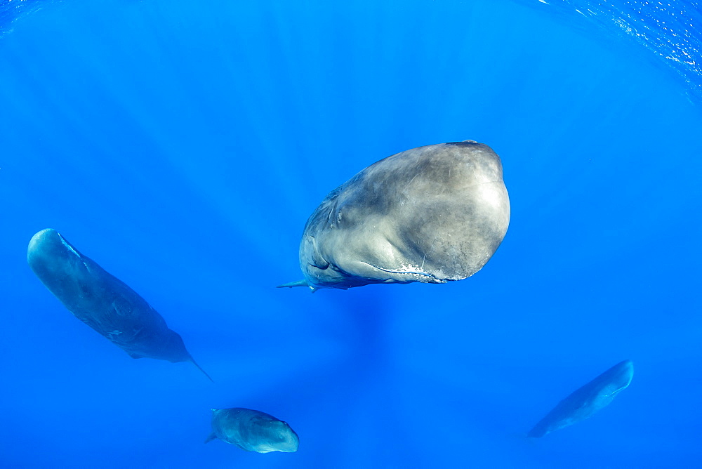 Pod of sperm whale relaxing after a short sleep (Physeter macrocephalus) Researchers first saw this unusual sleep behavior in sperm whales in 2008. The scientists in that study found that sperm whales dozed in this upright drifting posture for about 10 to 15 minutes at a time, Vulnerable (IUCN). The sperm whale is the largest of the toothed whales. Sperm whales are known to dive as deep as 1,000 meters in search of squid to eat. Dominica, Caribbean Sea, Atlantic Ocean. Photo taken under permit n°RP 16-02/32 FIS-5.