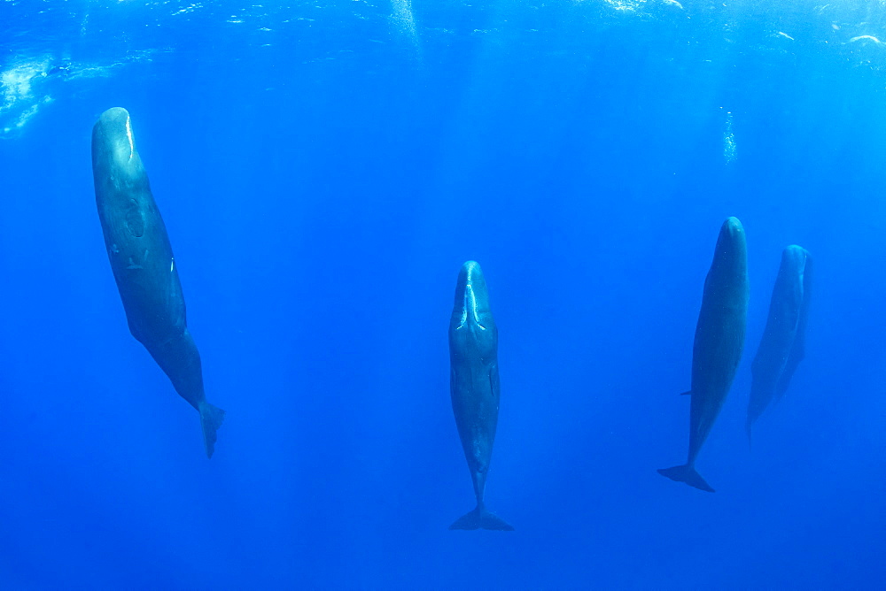 Pod of Sleeping sperm whale (Physeter macrocephalus) Researchers first saw this unusual sleep behavior in sperm whales in 2008. The scientists in that study found that sperm whales dozed in this upright drifting posture for about 10 to 15 minutes at a time, Vulnerable (IUCN). The sperm whale is the largest of the toothed whales. Sperm whales are known to dive as deep as 1,000 meters in search of squid to eat. Dominica, Caribbean Sea, Atlantic Ocean. Photo taken under permit n°RP 16-02/32 FIS-5.