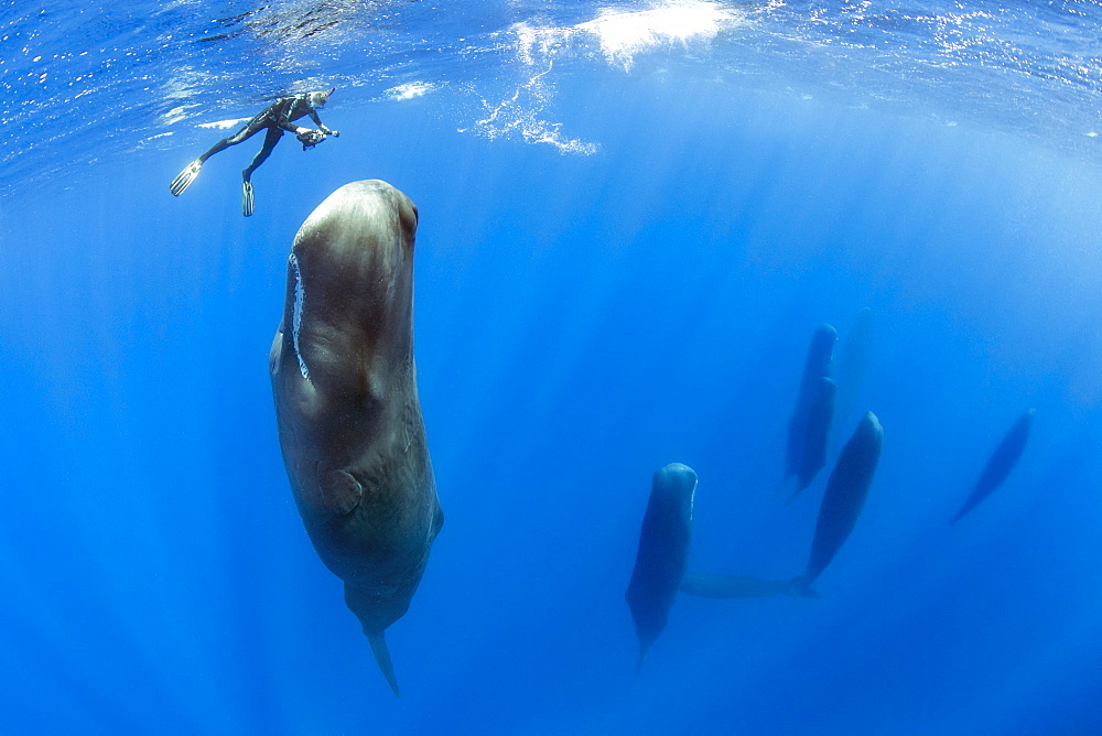 Snorkeler photographing a pod of Sleeping sperm whale (Physeter macrocephalus) Researchers first saw this unusual sleep behavior in sperm whales in 2008. The scientists in that study found that sperm whales dozed in this upright drifting posture for about 10 to 15 minutes at a time, Vulnerable (IUCN). The sperm whale is the largest of the toothed whales. Sperm whales are known to dive as deep as 1,000 meters in search of squid to eat. Dominica, Caribbean Sea, Atlantic Ocean. Photo taken under permit n°RP 16-02/32 FIS-5.