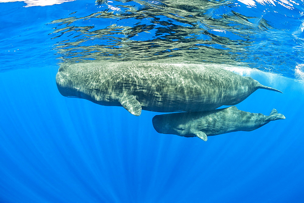 Sperm whale mother and calf, (Physeter macrocephalus), Vulnerable (IUCN), The sperm whale is the largest of the toothed whales. Sperm whales are known to dive as deep as 1,000 meters in search of squid to eat. Image has been shot in Dominica, Caribbean Sea, Atlantic Ocean. Photo taken under permit n°RP 16-02/32 FIS-5.