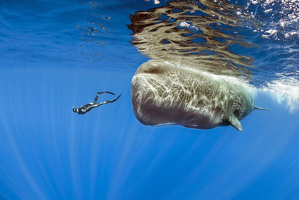 Freediver swimming with female sperm whale, Physeter macrocephalus, Vulnerable (IUCN), Dominica, Caribbean Sea, Atlantic Ocean. Photo taken under permit n°RP 17/01/02 FIS-4.