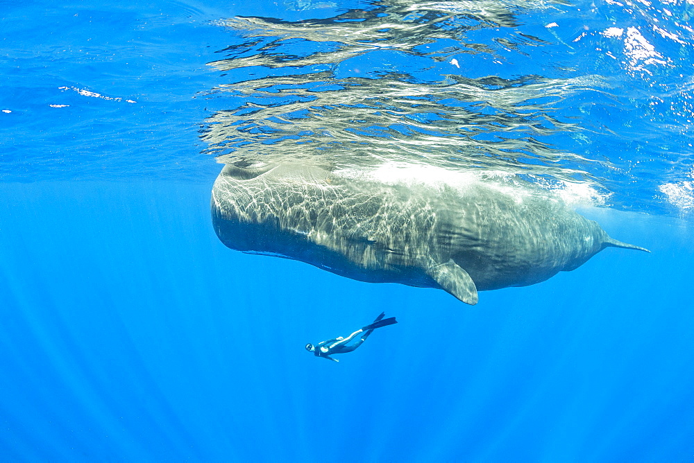 Freediver swimming with female sperm whale, Physeter macrocephalus, Vulnerable (IUCN), Dominica, Caribbean Sea, Atlantic Ocean. Photo taken under permit n°RP 17/01/02 FIS-4.