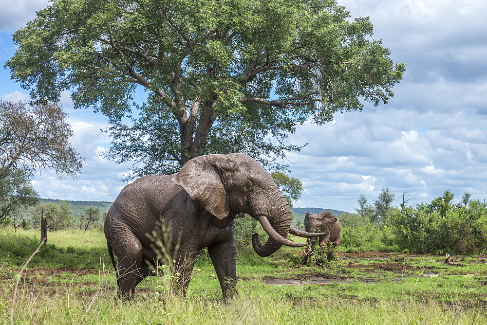 African bush elephant Loxodonta africana mud bathing in Kruger National park, South Africa