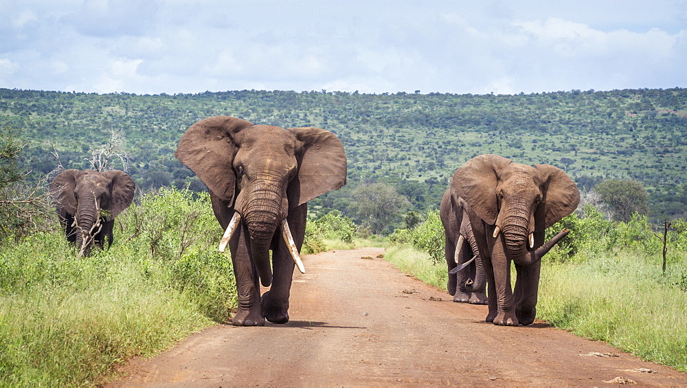 Four African bush elephants Loxodonta africana walking on safari road in Kruger National park, South Africa