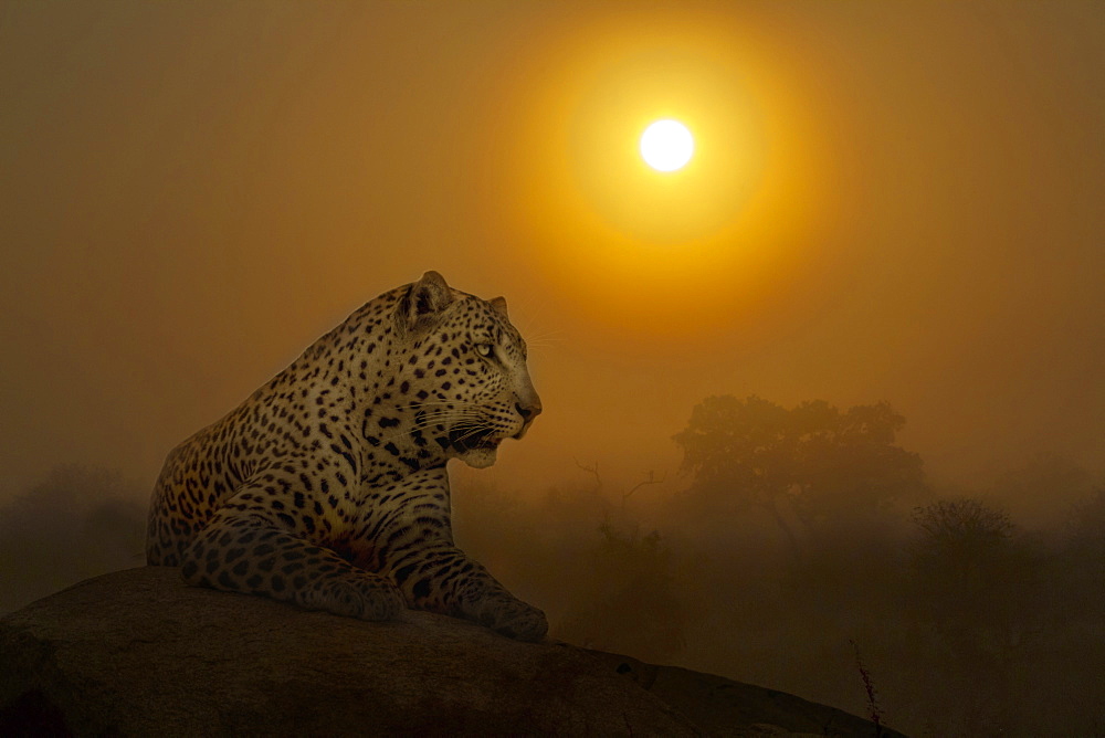 Leopard Panthera pardus lying down on rock at sunset in Kruger National park, South Africa - Composite image